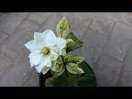 Gardenia Plant Ko Phool Lag Gia What Is Care Of Gardenia Plant Youtube Gardenia Plant Plants What Is Care