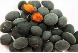 Image result for Dialium guineense