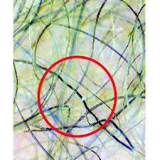 Image result for Trichoscypha silveirana