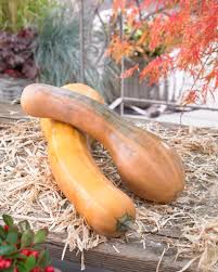 Image result for Cucurbita moschata