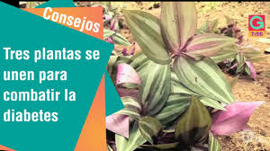Las plantas ms aconsejables son las siguientes: Tres Plantas Se Unen Para Combatir La Diabetes Consejos Para Usted Youtube