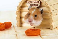 We have 1 pictures about hamster picture 835 1000 jpg including images, pictures, models, photos, and more. Hamster Stock Photo 18517125 Megapixl