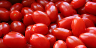 Piantine di pomodoro professionale per industria - Prodotti - ERIDANO VIVAI  - Piacenza