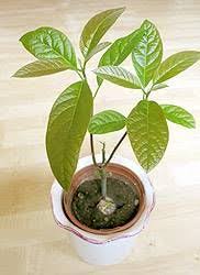 Avocado Pflanzen Avocadobaum Selber Ziehen Philognosie Avocado Baum Avocadobaum Avocado Pflanze