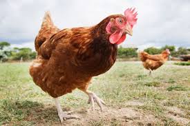 Rhode Island State Bird Rhode Island Red Hen Best Egg Laying Chickens Keeping Chickens Chickens Backyard