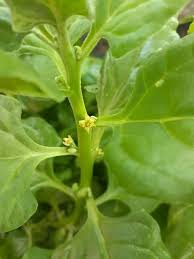 Image result for Tetragonia spicata