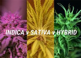 APA PERBEDAAN ANTARA SATIVA, INDICA... - Psychedelics Club | Facebook
