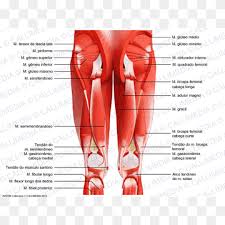 Human anatomy diagrams and charts show internal organs. Muscles Of The Hip Png Images Pngwing