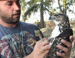 Reporter's tale: The downed hawk I found