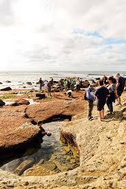 Amazing Sea Life At Cabrillo National Monument Tide Pools