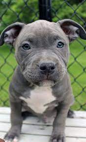 Blue Nose Pitbull Puppies For Sale Blue Nose Pitbull Breeders Baby Pitbulls For Sale Pitbull Puppies For Sale Blue Nose Pitbull Puppies Pitbull Puppies
