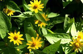Known for its constant display of beautiful yellow flowers (and for looking like a miniature sunflower), the melampodium plant blooms golden petals with a dark gold center. Melampodium Or Butter Daisy Home Garden Information Center