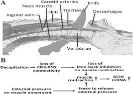 If one of them is narrowed or blocked, it can lead to a stroke. A Anatomy Of Chicken Neck An Ideal Neck Cutting Should Neither Leave Download Scientific Diagram
