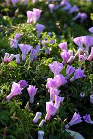 It has a long history of use in central to southern mexico. Nice Violet Morning Glory Flower Stock Image Image Of Blossom Morning 114975481