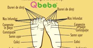 Daca dorim sa gasim o anumita zona reflexogena in talpa piciorului, ea trebuie cautata in acelasi sector vertical, in care se afla organul corespondent acelei zone reflexogene. Reflexoterapie Masajul TÄƒlpilor BebeluÈ™ului Qbebe Ro