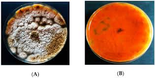 Aspergillus penicillium is mainly allergenic. Morphology Of Aspergillus Flavus Encyclopedia