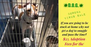 Maybe you would like to learn more about one of these? Do Not Adopt A Pit Bull Especially Right Now Rescue And Shelter Shenanigans During The Coronavirus Crisis Dogsbite Blog