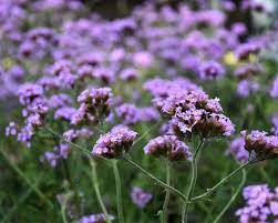 Вербена гибридная (verbena hybrida) вербена канадская (verbena canadensis) вербена жесткая (verbena rigida) Verbena Bonariensis Lollipop Ijzerhard Vertrouwd Online Kopen