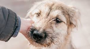 Maybe you would like to learn more about one of these? List Of Rescues Nh Pet Laws Professional Pet Sitting Etc Dog Walking