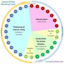 Ovulation Chart 28 Day Cycle Bedowntowndaytona Com