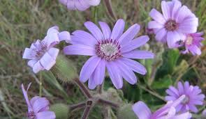 Image result for Senecio speciosus