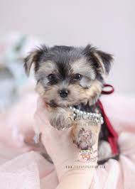 Check spelling or type a new query. Maltese Puppies Pomeranian Teacup Maltese Novocom Top