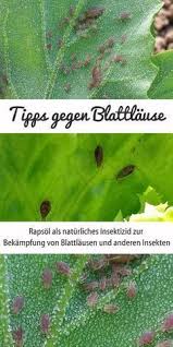 Rapsol Gegen Blattlause Naturliches Insektizid Fur Gemusepflanzen Pflanzen Garten Garten Bepflanzen