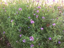 Image result for Nemesia lilacina