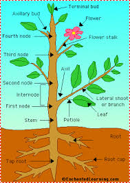 Plant cell diagram enchanted learning. Plant Anatomy Enchantedlearning Com