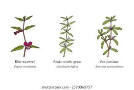 Image result for Oldenlandia cana