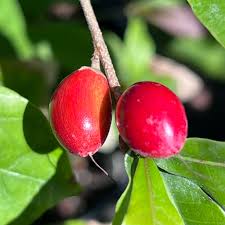 Image result for Synsepalum revolutum
