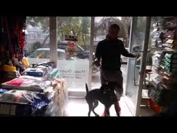 Kopek Bogazinda Yabanci Cisim Suphesi Ile Oksurme Youtube