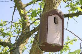 Wann ist der beste zeitpunkt? Nistkasten Im Winter Ein Platz Zum Kuscheln Nabu