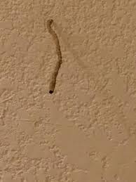 Ceiling damage from termites is a good indication that termites have affected other areas of your home, such as the walls and other wooden structural supports. Termite Tube Sticking Out Of The Ceiling It Goes With My Review Titled Wow Gross Picture Of Westgate Painted Mountain Golf Resort Mesa Tripadvisor