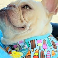 Frenchiestore Reversible Dog Health Harness