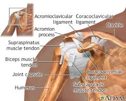 The tendons and the muscles come next. Shoulder Pain Information Mount Sinai New York