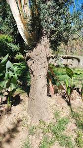 Image result for Afrocarpus usambarensis