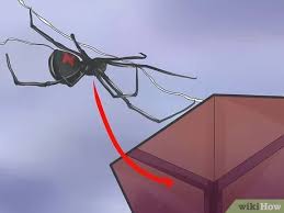 Vinegar contains acetic acid which burns the spider upon contact. How To Get Rid Of Black Widow Spiders With Pictures Wikihow