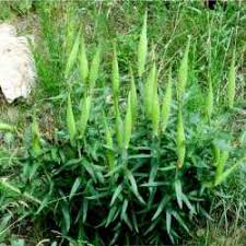 Seinet Portal Network Asclepias Tuberosa