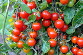 Check spelling or type a new query. Freezing Cherry Tomatoes Hgtv