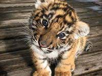 Download now begini nasibnya elang vs leopard macan tutul compilation. 37 Ide Anak Harimau Anak Harimau Harimau Binatang