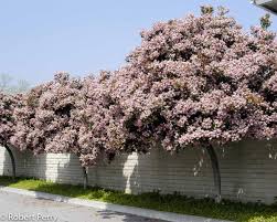 Image result for Rhaphiostylis