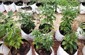 Chilli Plants In The Garden Terraced Vegetable Garden Terrace Garden Chilli Plant