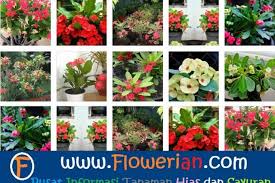 Bunga ini memiliki bentuk yang unik dan cantik serta memiliki banyak variant, termasuk jenis yang dikembangkan secara lokal. Cara Merawat Bunga Euphorbia Merawat Tanaman