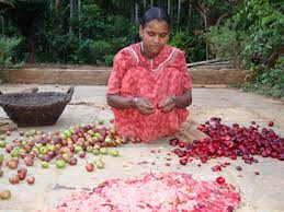 8 видео 32 просмотра обновлен 3 сент. Native Fruit Trees Of Life