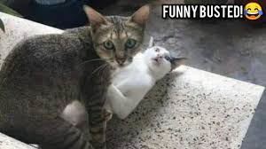 The Best Funny Cat Videos Funny Cats Mega Funny Cat Videos Cutest And Funniest Cats D 2021 World Cat Comedy Life funny pets brings you funny cat and dog videos but also the funniest videos from the wild!