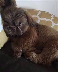 She had 3 gorgeous akc liver shih tzu july 3rd, 2019 in her daytime delivery. Shih Tzu Coat Color Changes