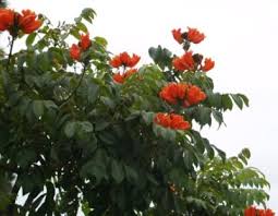 Maybe you would like to learn more about one of these? Trees Southern California By Janet Wanerka