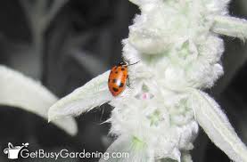 The good ladybugs are the ones that stay in your garden devouring all the insects that invade your plants, seeking shelter outdoors when the weather is cold. How To Release Ladybugs Into Your Garden Get Busy Gardening