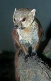 They are most active in the early morning and late afternoon. Image Galidia Elegans Ring Tailed Mongoose Biolib Cz